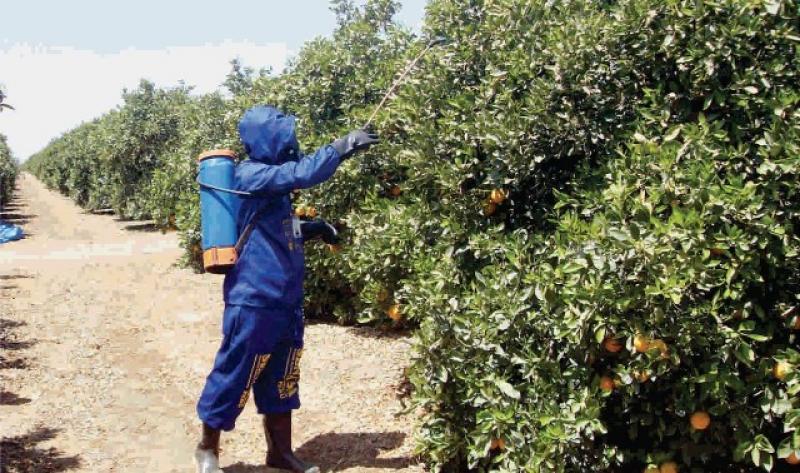 PLAGA AFECTA AL 70% DE FRUTAS CÍTRICAS EN PUNO