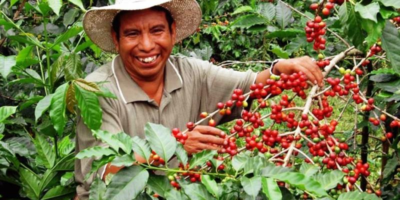 Plan Nacional de Acción del Café Peruano se presentaría el 28 de junio