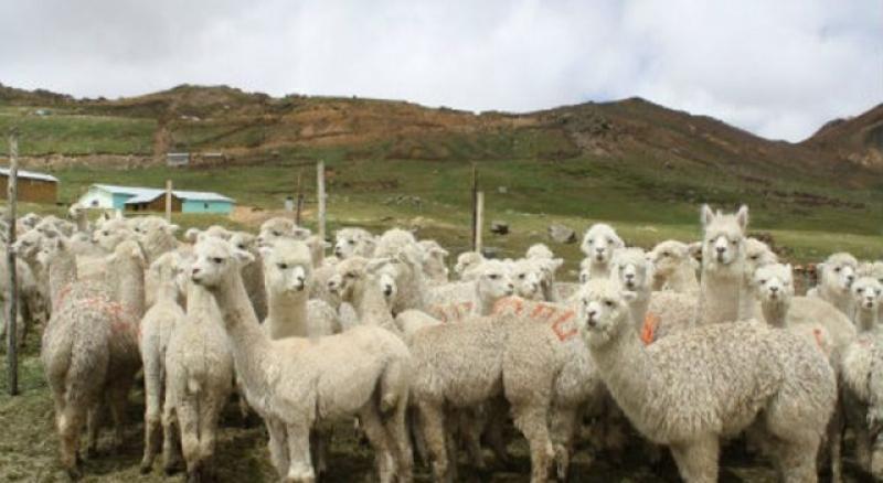 Población de animales mayores se redujo en casi 10% este año