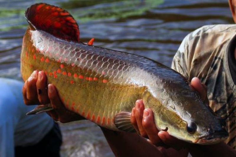 Población del paiche silvestre aumentó 2.000% en los  últimos ocho años