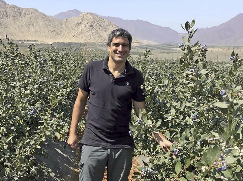 Polinización en arándanos mejora el cuajado de la fruta, aumenta su calibre y mejora su estado fitosanitario