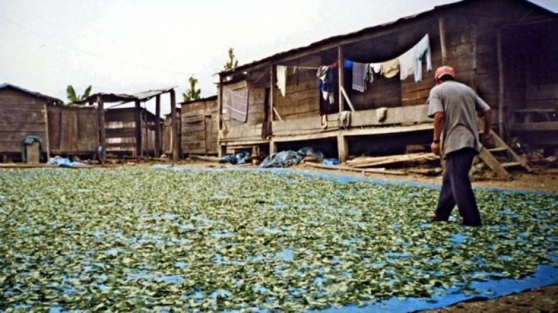 Por qué la DEA permite a una empresa de EE.UU. importar hoja de coca de Perú para la fabricación de cocaína