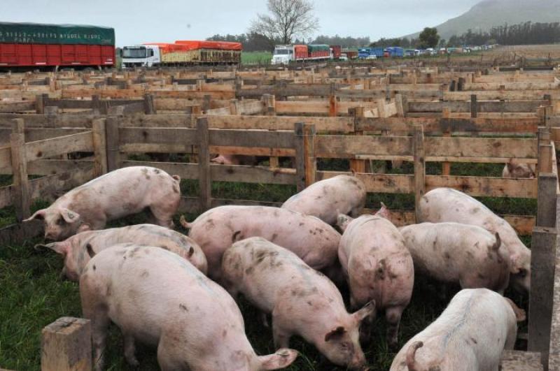 PORCICULTORES DE JUANJUÍ POSTULARÁN A AGROIDEAS