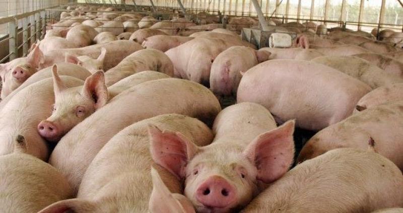 PORCICULTORES ESPERAN QUE EL SENASA PRECISE CUÁNTOS CERDOS HAY EN PERÚ