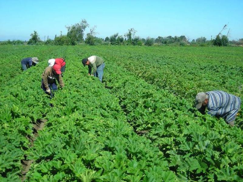  POTENCIALMENTE, EL PRINCIPAL PROBLEMA DE PERÚ SERÍA LA MANO DE OBRA