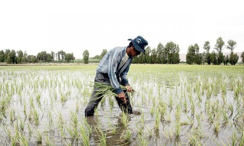 PRECIPITACIONES PONDRÍAN EN PELIGRO CULTIVOS EN TUMBES