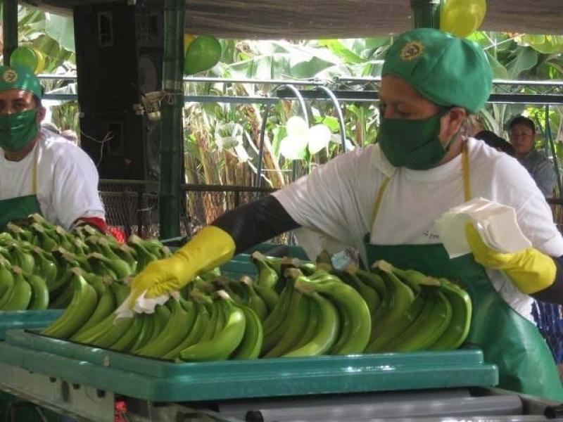 PRESENTAN MANUAL PARA EL MANEJO DE PLAGAS EN BANANO ORGÁNICO