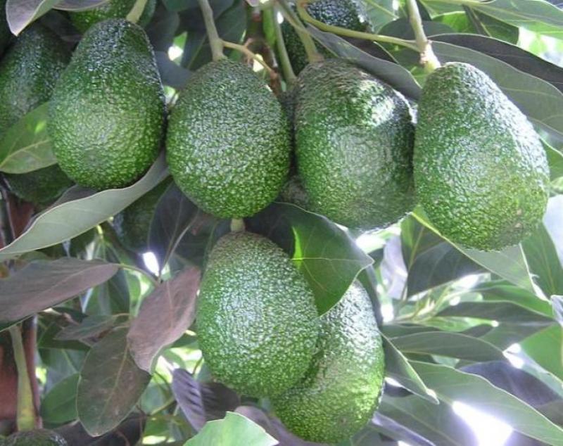 PRIMER CONTENEDOR DE PALTA HASS ARRIBÓ AL MERCADO ESTADOUNIDENSE