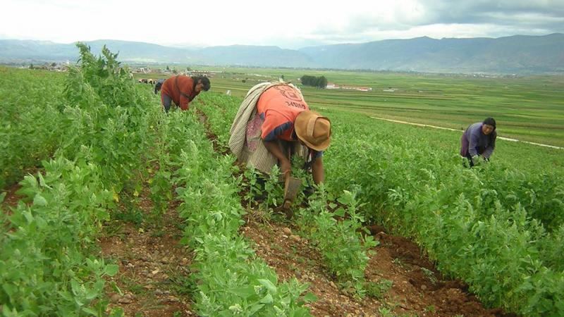 Procompite estableció 309 planes de negocios agropecuarios en 2019