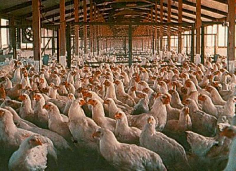 PRODUCCIÓN  DE POLLO CRECERÍA 3% EN BRASIL EL 2014