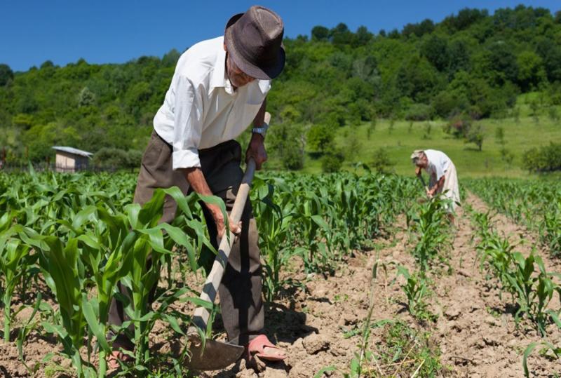Producción agrícola crecerá 6% este año por agroexportaciones