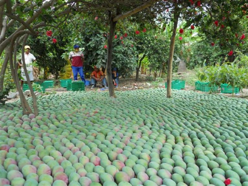 Producción agropecuaria creció 0.82% en el primer bimestre del año