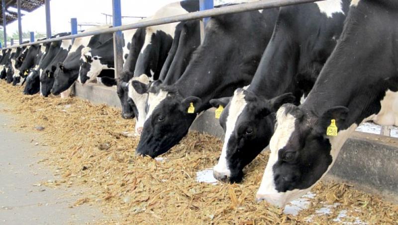 Producción agropecuaria creció 0.91% en octubre del presente año