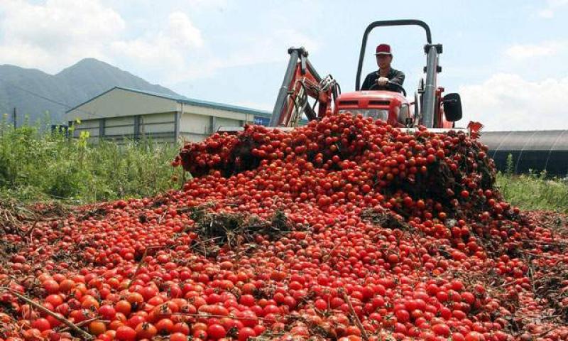 PRODUCCIÓN AGROPECUARIA CRECIÓ 1.9%