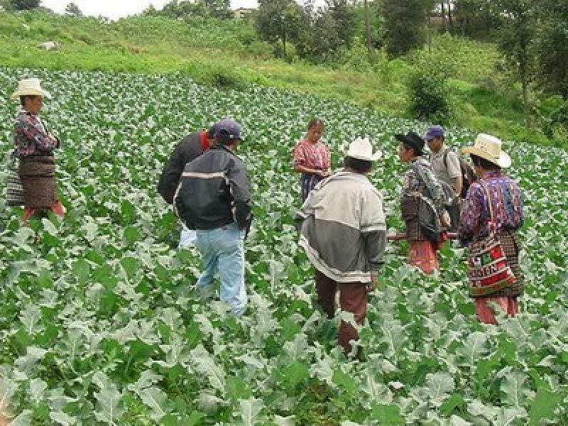 PRODUCCIÓN AGROPECUARIA CRECIÓ 3,4% ENTRE ENERO Y MAYO