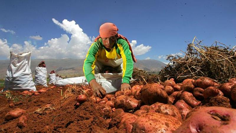 PRODUCCIÓN AGROPECUARIA DISMINUYÓ 1.56% EN JULIO DEL 2013