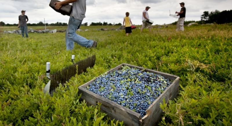 Producción de arándanos de Estados Unidos aumentaría 5% en 2022