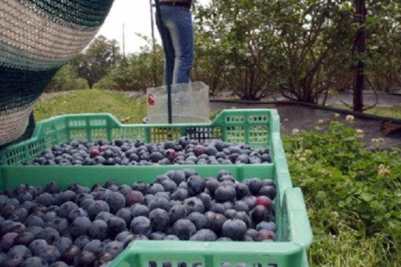 Producción de arándanos entre enero-abril creció en 105% por mayor demanda de mercados