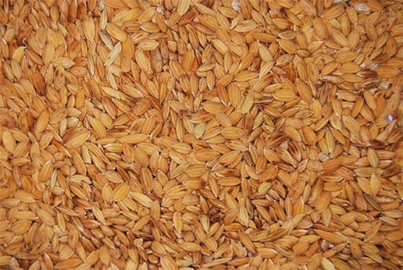 PRODUCCIÓN DE ARROZ CÁSCARA AUMENTÓ EN 35,9% EN MARZO