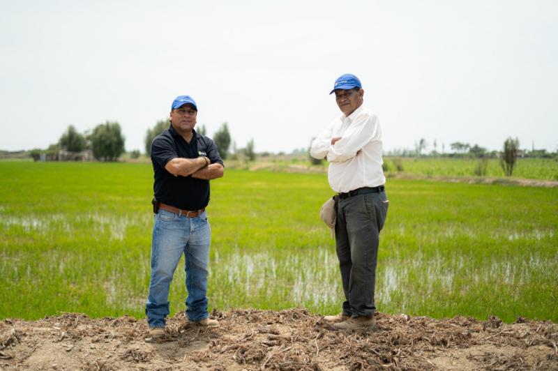 Producción de arroz puede caer en un 10% mínimo, si no se realiza un adecuado control de malezas