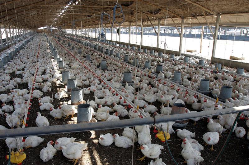 PRODUCCIÓN DE AVES AUMENTÓ EN 17 DEPARTAMENTOS