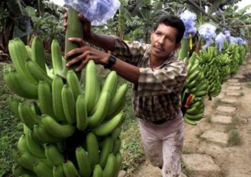 PRODUCCIÓN DE BANANO Y PLÁTANO CRECERÍA 2.6% EN EL 2015