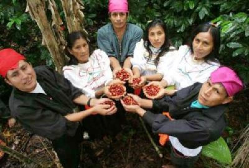 PRODUCCIÓN DE CAFÉ DE ORO VERDE SE REDUCIRÍA A LA MITAD  ESTE AÑO