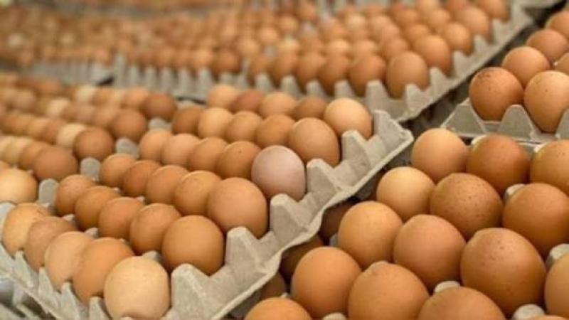 Producción de huevos de Perú alcanzó las 511.754 toneladas en 2025