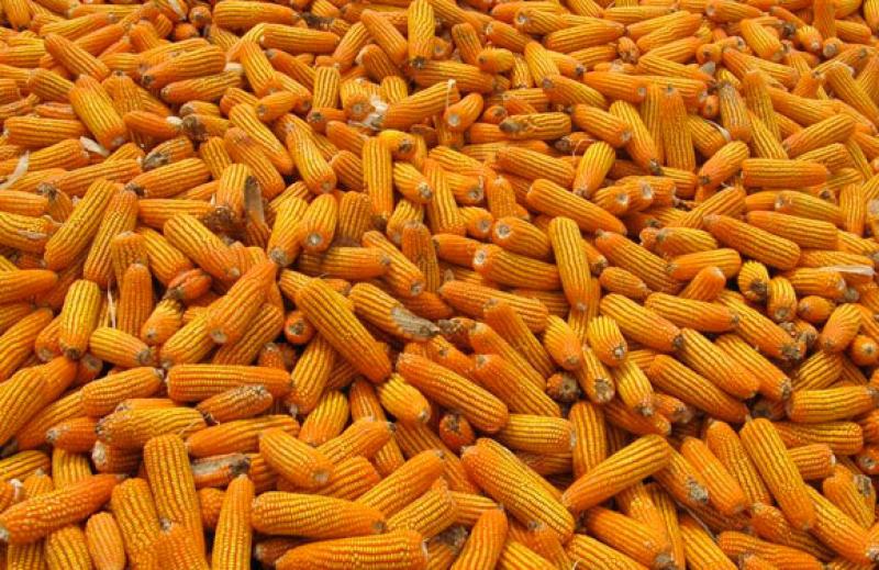 PRODUCCIÓN DE MAÍZ AMARILLO DURO CRECIÓ 36.4%