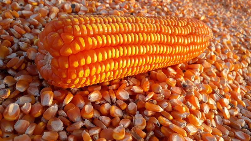 Producción de maíz amarillo duro de Perú alcanzó 1.319.460 toneladas en 2024