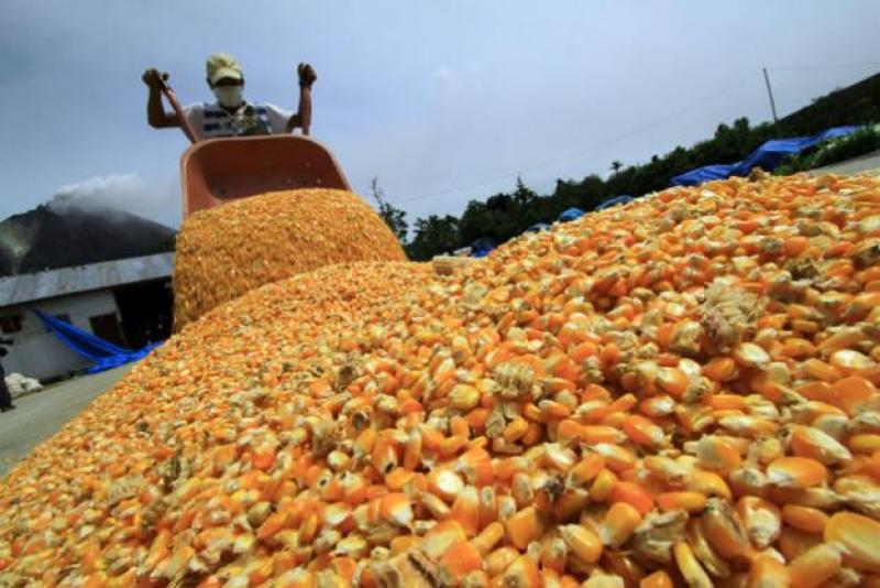 PRODUCCIÓN DE MAÍZ AMARILLO DURO SE INCREMENTÓ EN 11.6% EN ABRIL