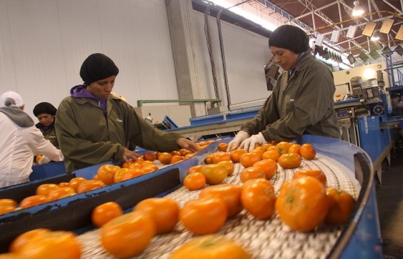 PRODUCCIÓN DE MANDARINA DE AGRÍCOLA HOJA REDONDA CRECERÍA 10% EL 2016