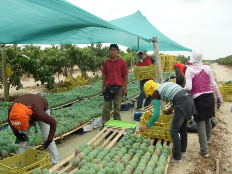 PRODUCCIÓN DE MANGO PODRÍA SER IGUAL A LA CAMPAÑA ANTERIOR