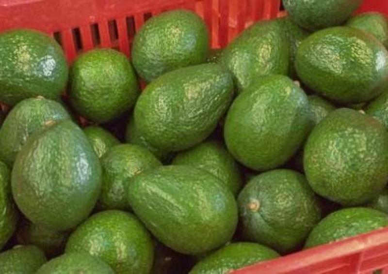 PRODUCCIÓN DE PALTA HASS POR PARTE DE BETA CRECERÍA 8% ESTE AÑO