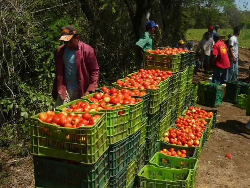 PRODUCCIÓN DEL SECTOR AGROPECUARIO CRECIÓ 1.58% EN AGOSTO