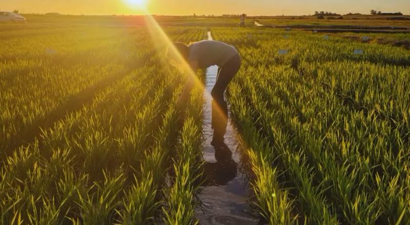 Producción mundial de arroz alcanzaría los 535 millones de toneladas en la temporada 2024/2025