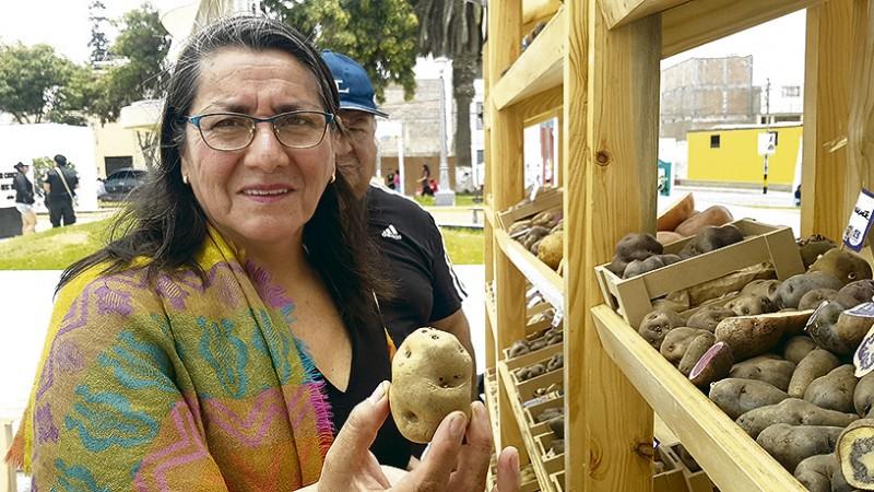 Producción mundial de papa supera las 374 millones de toneladas