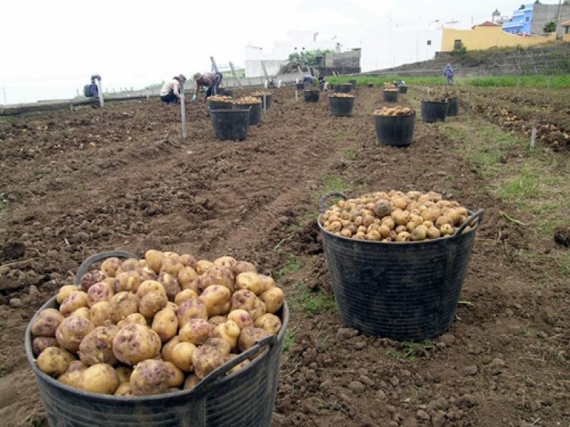 Producción nacional agropecuaria cae -5.05% en los primeros cinco meses del 2023