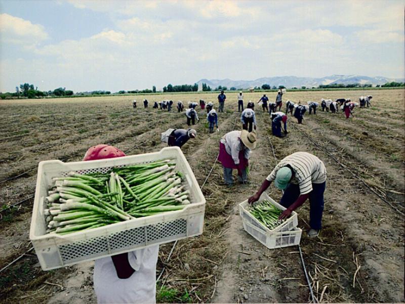 Producción nacional agropecuaria creció 2.4% entre enero y septiembre del 2021