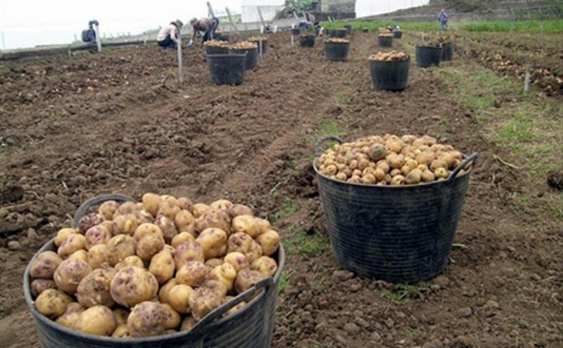 Producción nacional agropecuaria disminuyó -1.08% en febrero de 2023