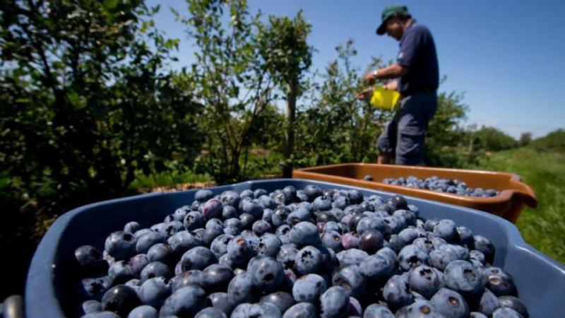 Producción nacional de arándanos en Perú creció 796% entre el 2015 y 2018