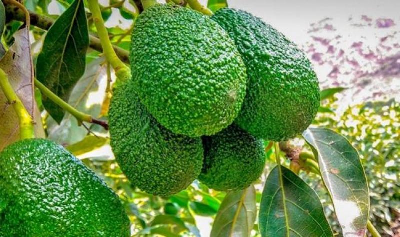 Producción nacional de palta creció 15.2% en marzo de 2021