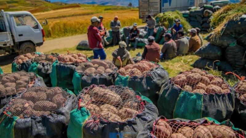 Producción nacional de papa creció 14% en octubre de 2025