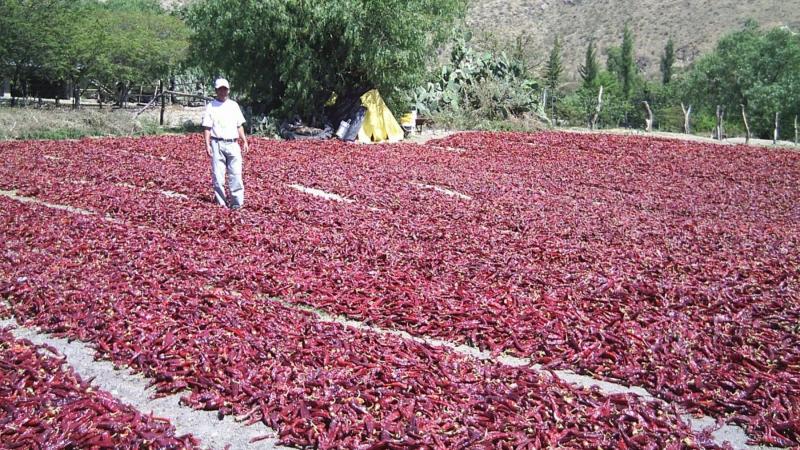 Producción nacional de páprika cae 67.6%
