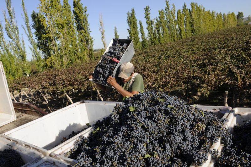 PRODUCCIÓN NACIONAL DE UVA CRECERÍA 15,8% EL 2015