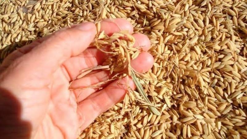 Producción peruana de arroz cáscara cayó 45.6% en junio de 2026