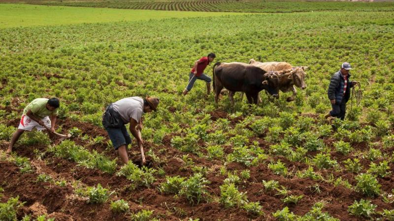 Productividad Agrícola en el Perú