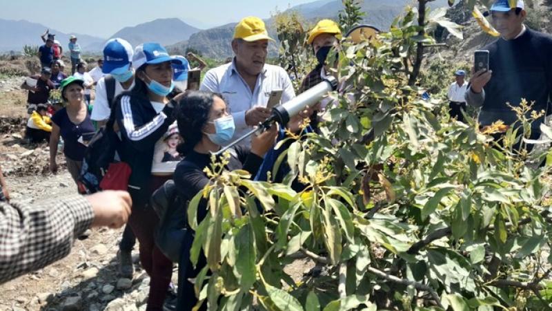 Productores aprenden nuevas metodologías para conservar calidad del palto