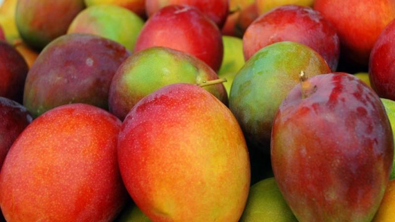 Productores comercializan nuevo lote de 30 toneladas de mango en Huancayo