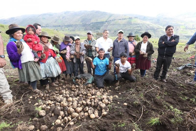 Productores de Apurímac y Ayacucho concretan primera venta de papa al Brasil